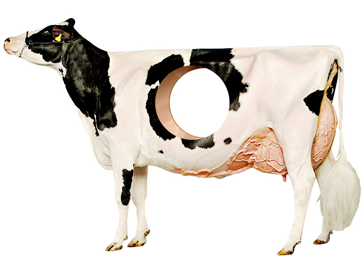 Cow with a hole in the middle
