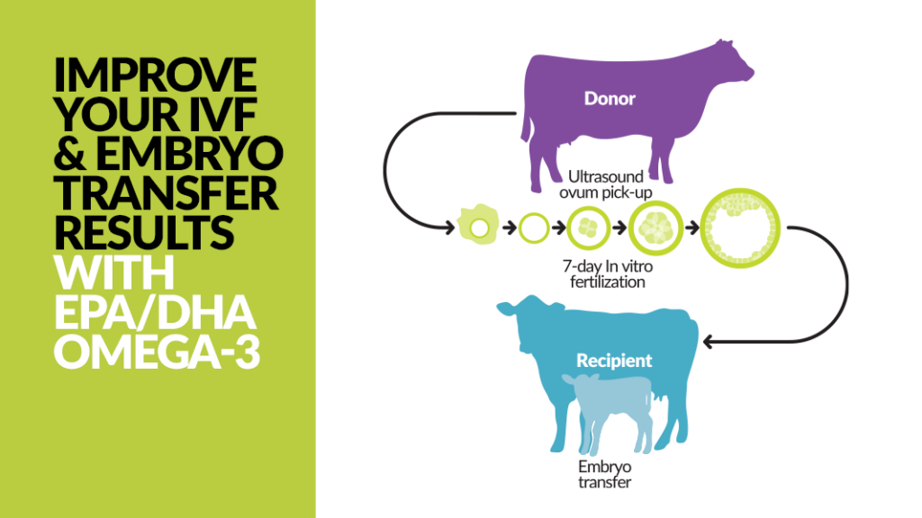 Feeding EPA/DHA Omega-3 for Improved IVF Results – Virtus Nutrition