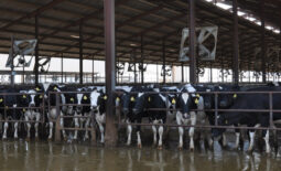 Cows in barn with fans and sprinklers