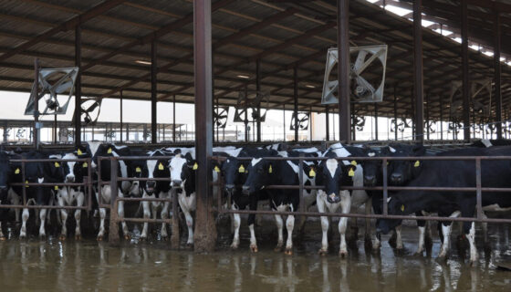 Cows in barn with fans and sprinklers