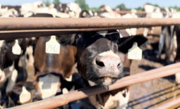Dry cows in pen