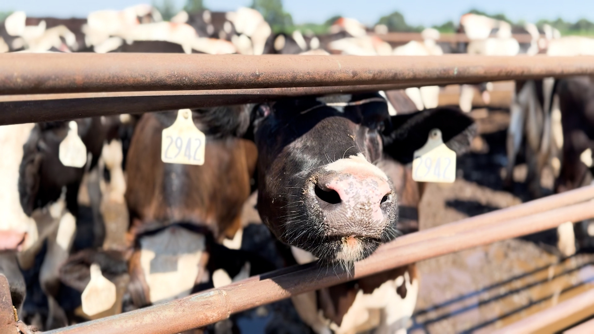 Dry cows in pen