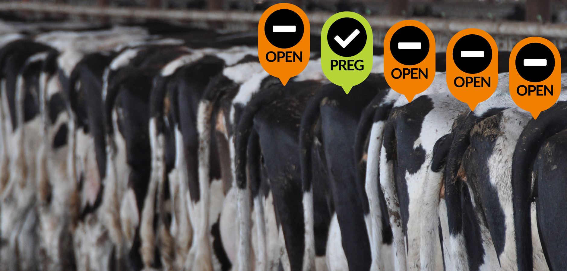It shouldn’t be this hard to keep cows pregnant.
