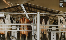 cows-in-milk-barn