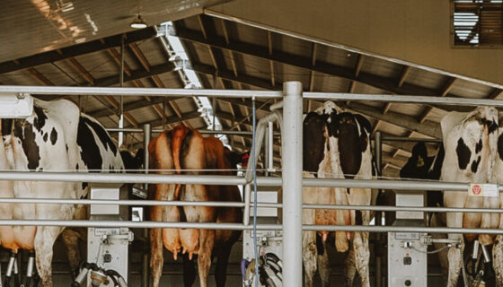 cows-in-milk-barn