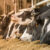Benchmarking for Fertility